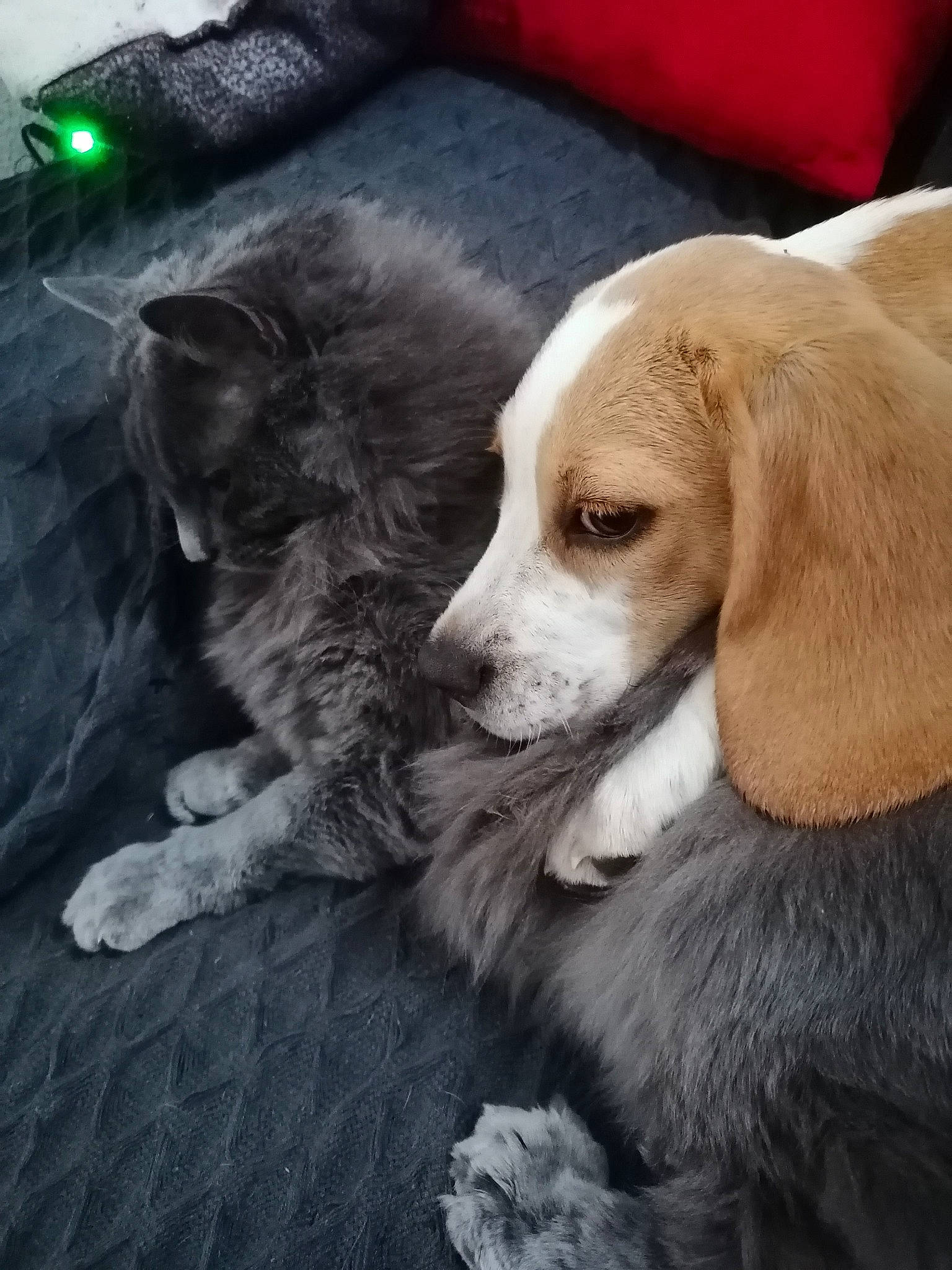 Raïley a rejoint le concours — aidez-le/la à gagner de superbes lots ! american_foxhound, beagle, canidae, carnivore, companion_dog, dog, dog_breed, harrier, mammal, puppy, puppy_love, snout, sporting_group, street_dog, whiskers