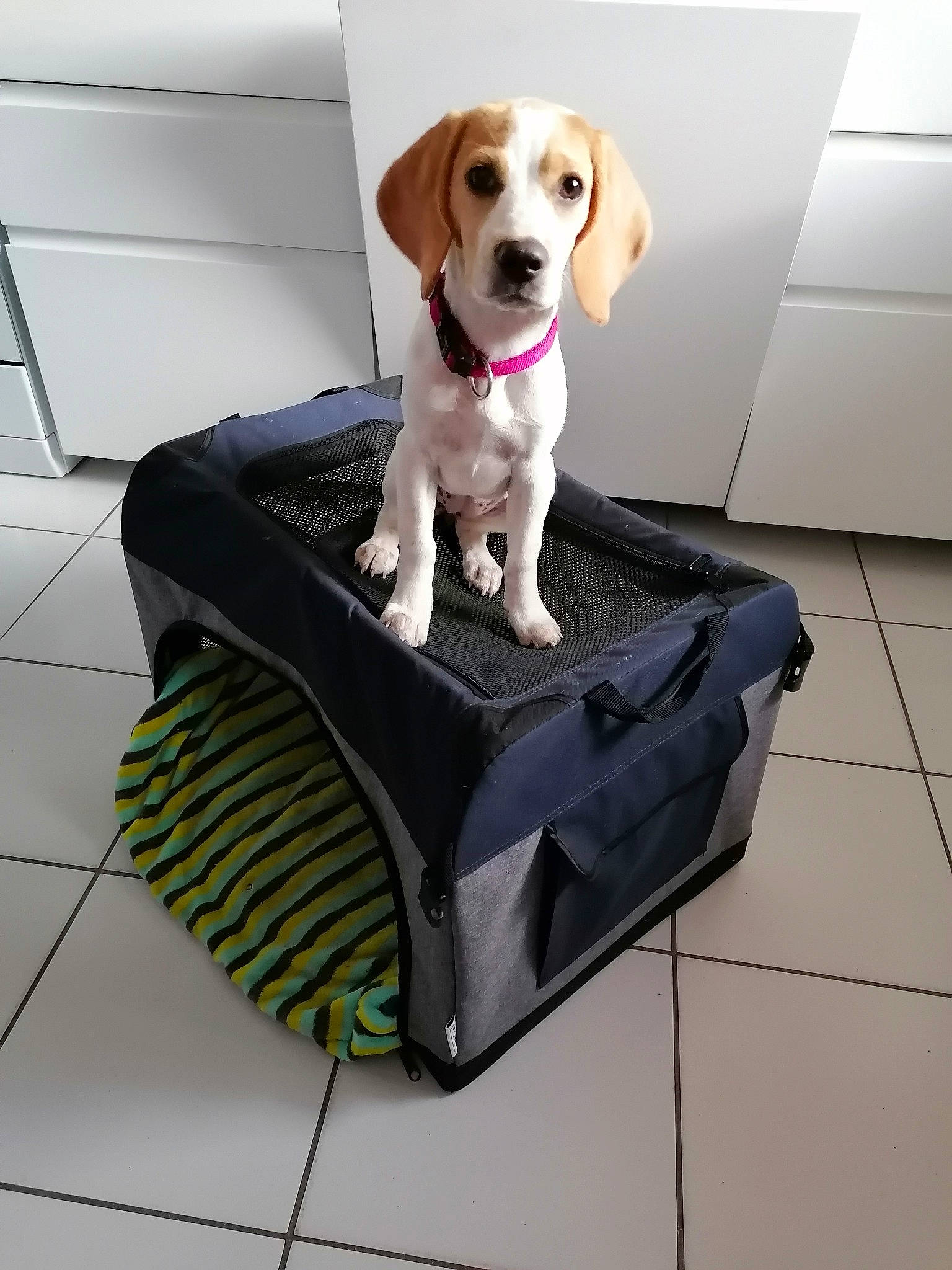 Raïley a rejoint le concours — aidez-le/la à gagner de superbes lots ! american_foxhound, beagle, beagle_harrier, beaglier, canidae, carnivore, companion_dog, dog, dog_bed, dog_breed, dog_supply, furniture, harrier, hound, pocket_beagle, puppy, sporting_group, table