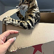 Dita is registered to the contest to win money with this photo: cat, cardboard_box, hand, macy's_logo, playful, curious, indoor, pet, animal, claws, biting, feline, spotted, striped, nails, manicure, brown, beige, sharp_claws, closeup