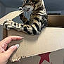 cat, cardboard_box, hand, macy's_logo, playful, curious, indoor, pet, animal, claws, biting, feline, spotted, striped, nails, manicure, brown, beige, sharp_claws, closeup