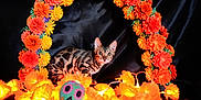 Dita joined the competition — help win amazing prizes! bengal_cat, cat, flower_arch, orange_flowers, string_lights, glowing_lights, skull_toy, dark_background, silky_fabric, decor, festive, animal, pet, patterned_fur, alert, indoor, colorful, ornamental, playful, cute
