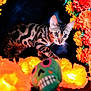 Dita is registered to the contest to win money with this photo: cat, bengal_cat, animal, pet, flowers, orange_flowers, yellow_flowers, lights, glowing_lights, skull, decor, dark_background, curious, closeup, indoor, colorful, festive, whiskers, spot_pattern, playful