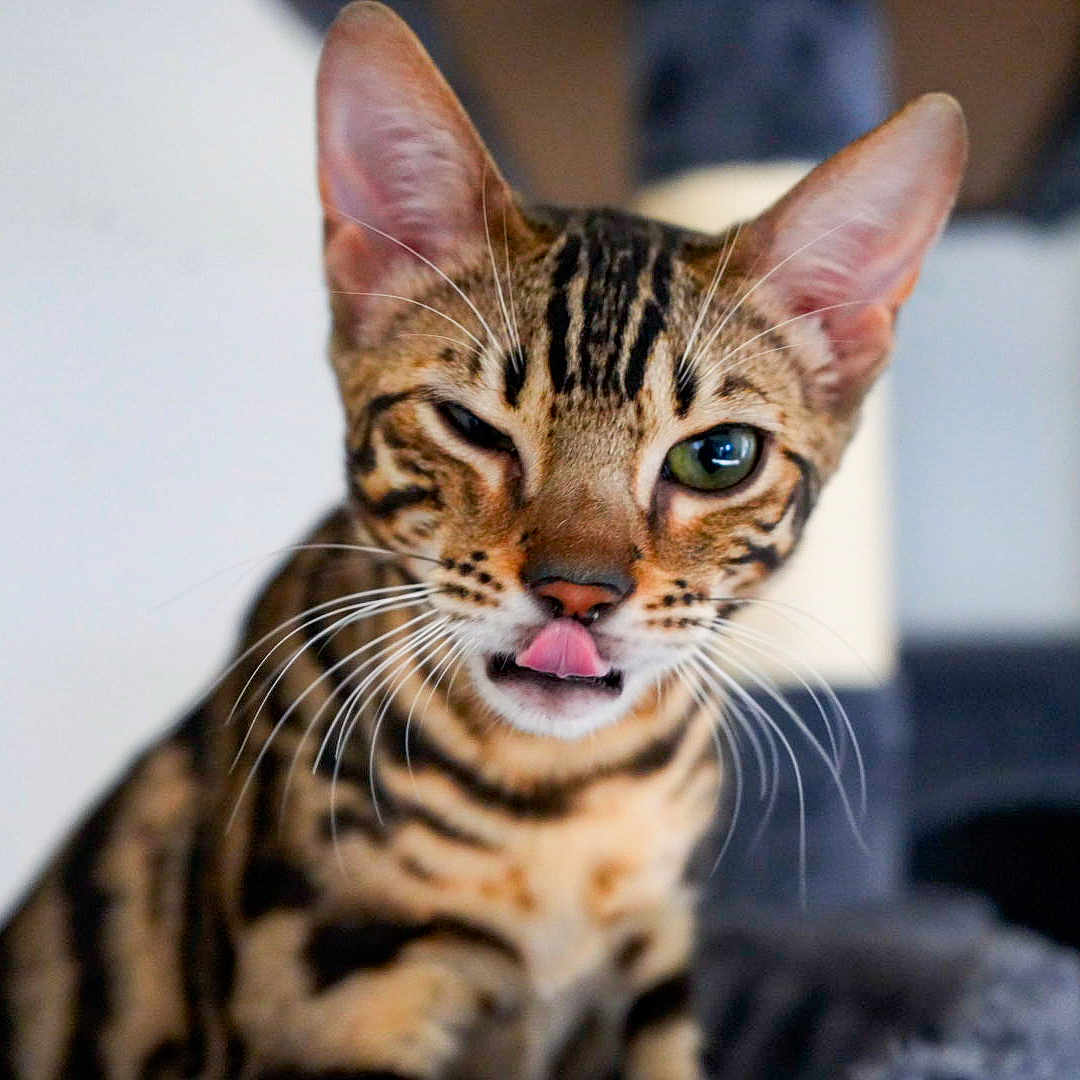 Dita is registered to the contest to win money with this photo: animal, bengal_cat, cat, close_up, curious, cute, ears, expression, face, feline, fur_pattern, indoor, pet, playful, portrait, striped_fur, tongue_out, whiskers, winking, young_cat