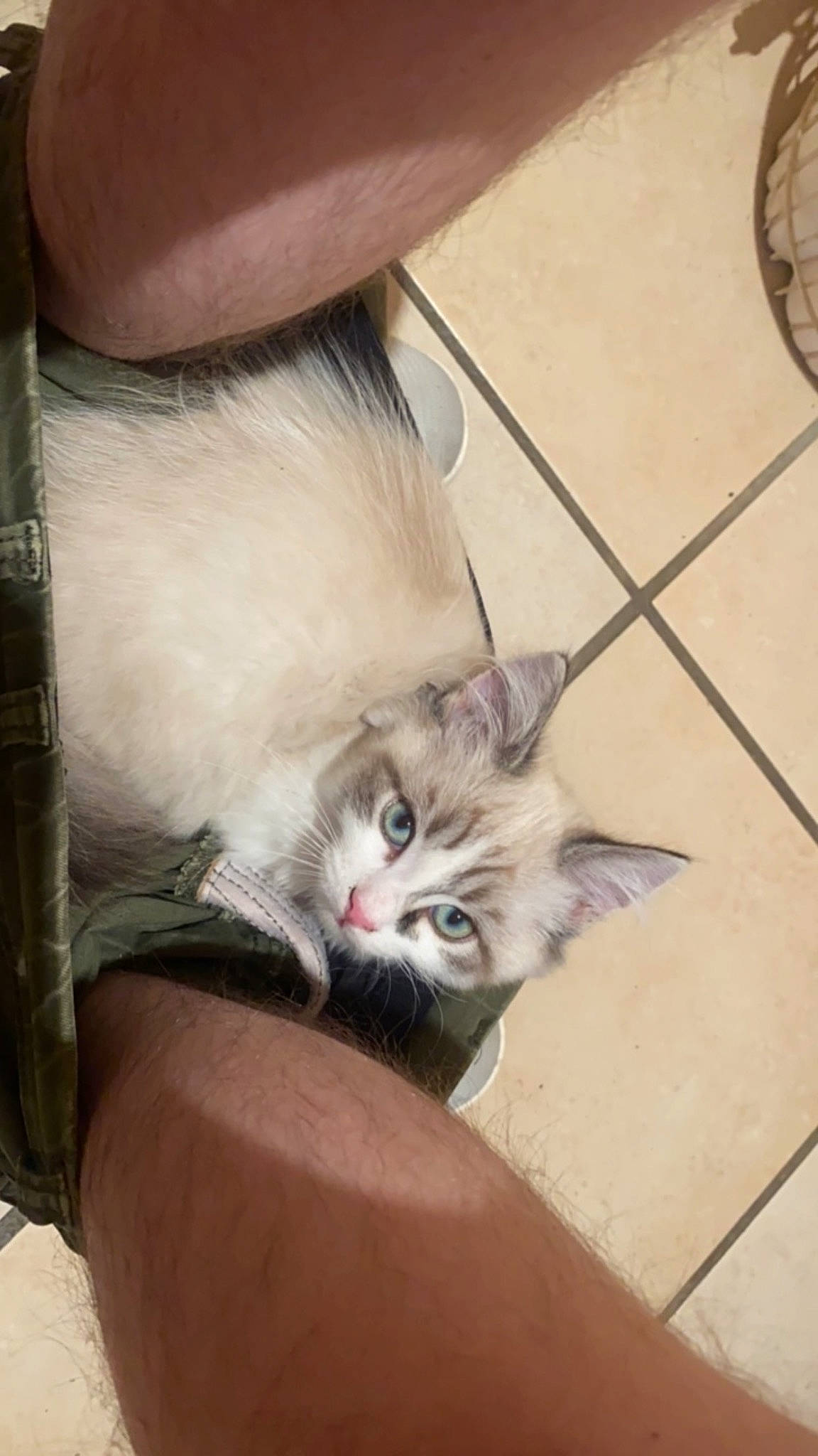 Peppone a rejoint le concours — aidez-le/la à gagner de superbes lots ! cardboard, carnivore, cat, chair, claw, comfort, domestic_short_haired_cat, fawn, felidae, flooring, foot, fur, hardwood, human_leg, paw, small_to_medium_sized_cats, snout, tail, whiskers, wood