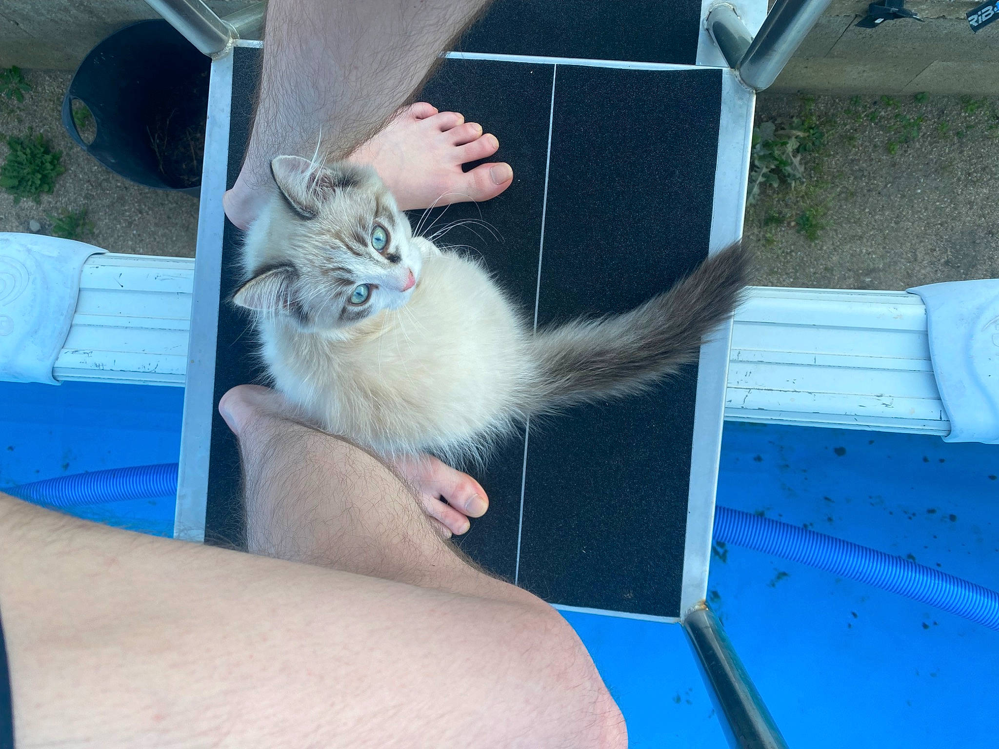 Peppone a rejoint le concours — aidez-le/la à gagner de superbes lots ! automotive_window_part, canidae, cat, claw, comfort, domestic_short_haired_cat, electric_blue, fawn, felidae, foot, fur, human_leg, paw, plant, rodent, small_to_medium_sized_cats, tail, vehicle_door, whiskers