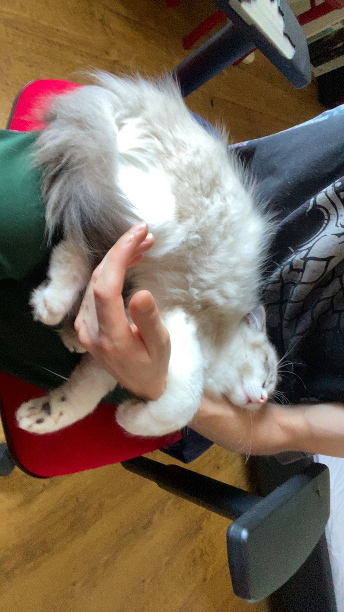 Peppone participe au concours pour gagner de l'argent avec cette photo : carnivore, cat, claw, comfort, companion_dog, dog_breed, felidae, flooring, foot, fur, gesture, hardwood, human_leg, lap, paw, small_to_medium_sized_cats, tail, whiskers, wood, wrist