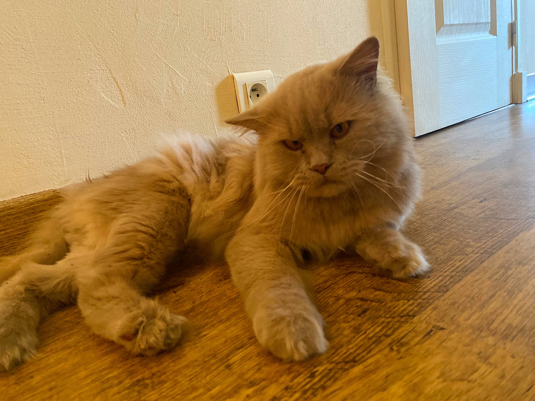 Titi a rejoint le concours — aidez-le/la à gagner de superbes lots ! carnivore, cat, comfort, fawn, felidae, floor, flooring, fur, hardwood, laminate_flooring, paw, small_to_medium_sized_cats, snout, tail, terrestrial_animal, varnish, whiskers, wood, wood_flooring, wood_stain