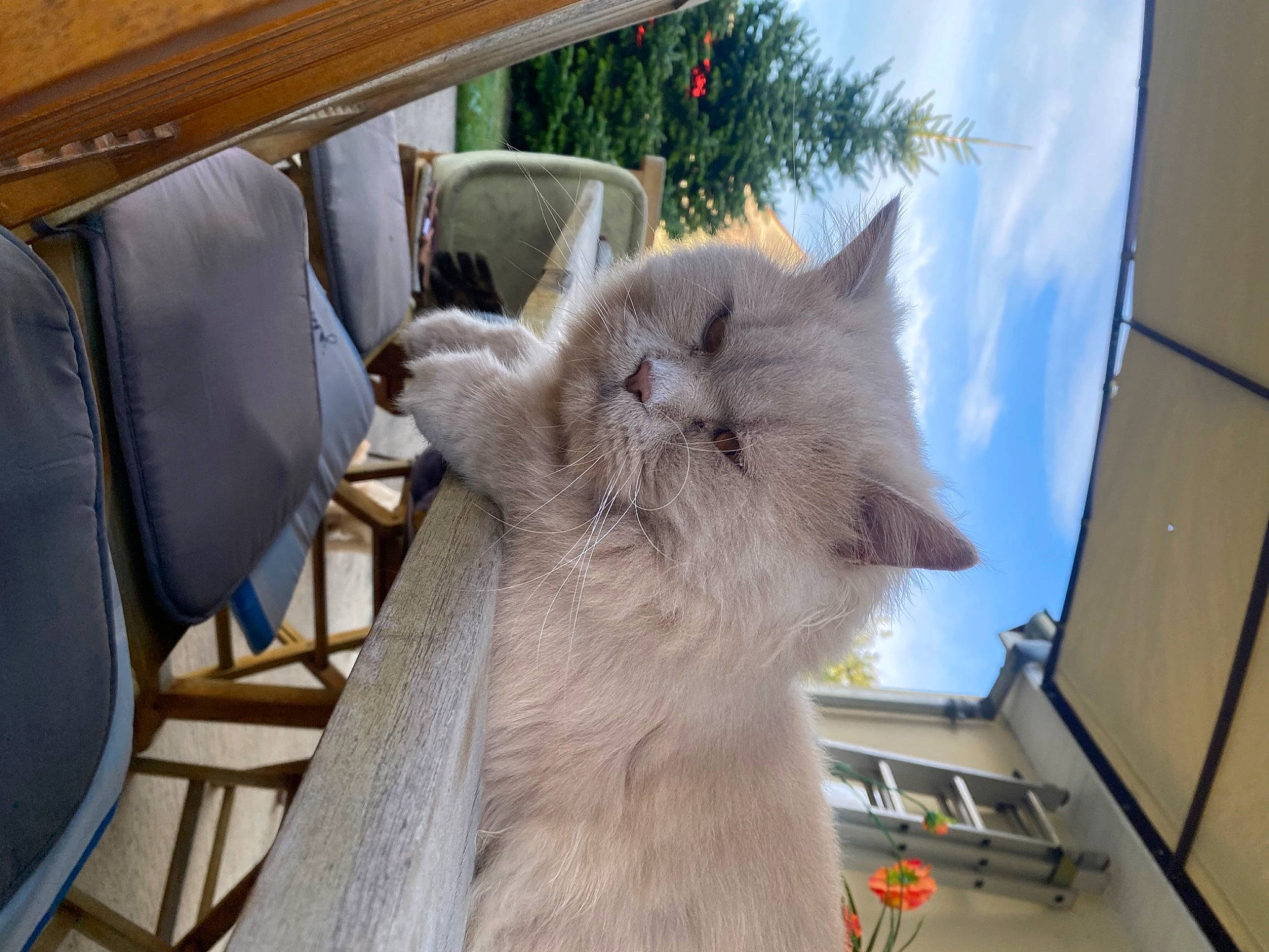 Titi a rejoint le concours — aidez-le/la à gagner de superbes lots ! carnivore, cat, chair, cloud, domestic_short_haired_cat, fawn, felidae, fur, plant, small_to_medium_sized_cats, snout, table, tree, whiskers, window, wood