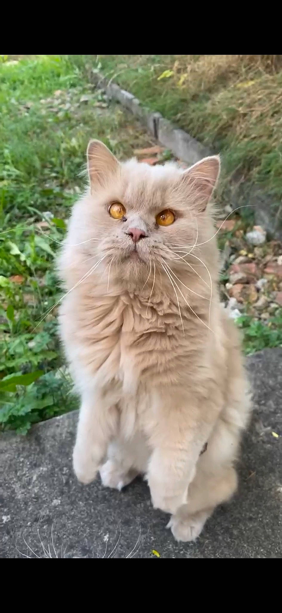 Titi a rejoint le concours — aidez-le/la à gagner de superbes lots ! british_longhair, carnivore, cat, fawn, felidae, fur, grass, groundcover, herbaceous_plant, persian, plant, small_to_medium_sized_cats, snout, tail, terrestrial_animal, whiskers