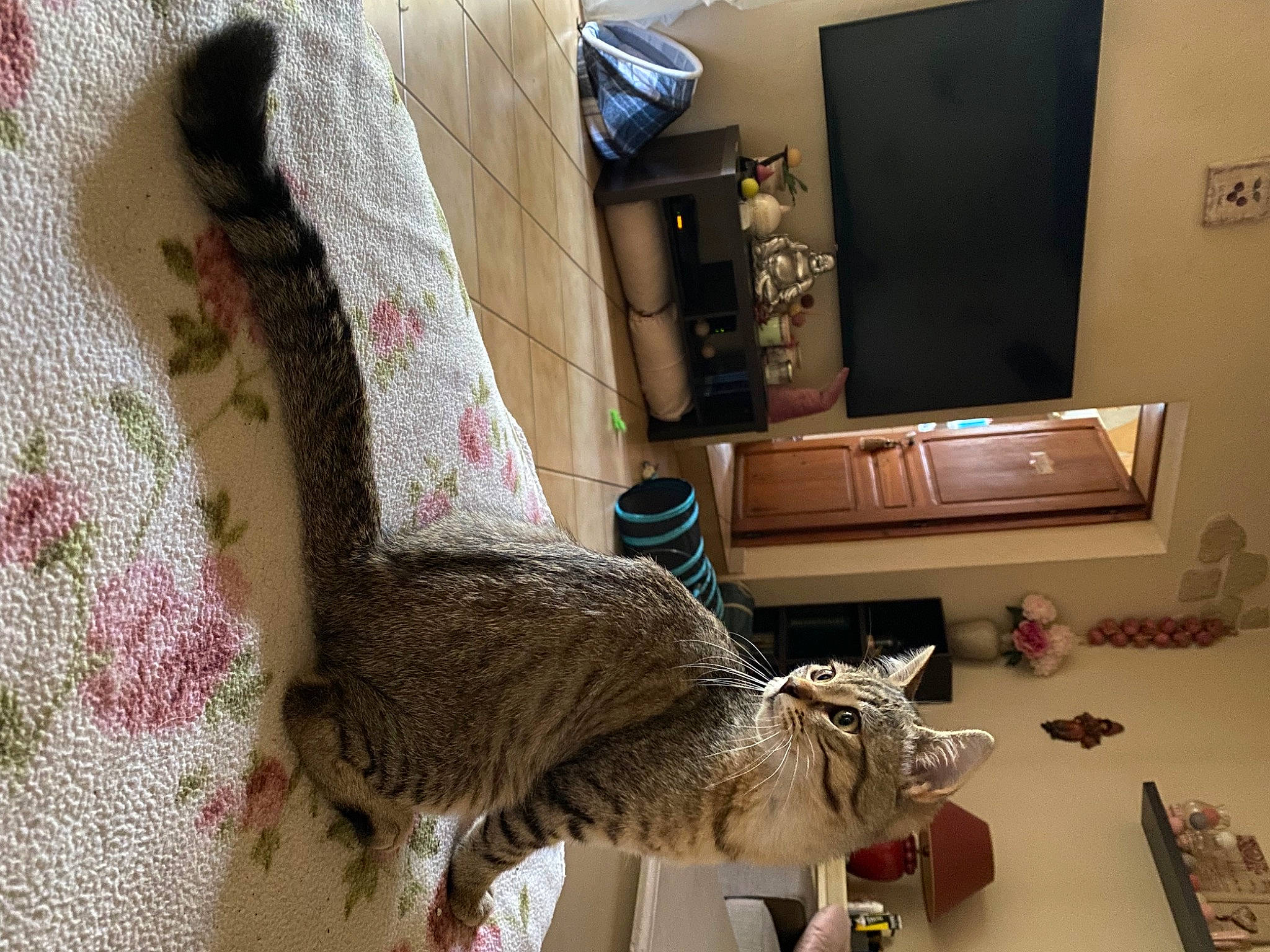 Pippin participe au concours pour gagner de l'argent avec cette photo : cabinetry, cat, chair, chest_of_drawers, comfort, couch, drawer, felidae, flooring, house, interior_design, living_room, picture_frame, small_to_medium_sized_cats, table, tail, television, textile, whiskers, wood