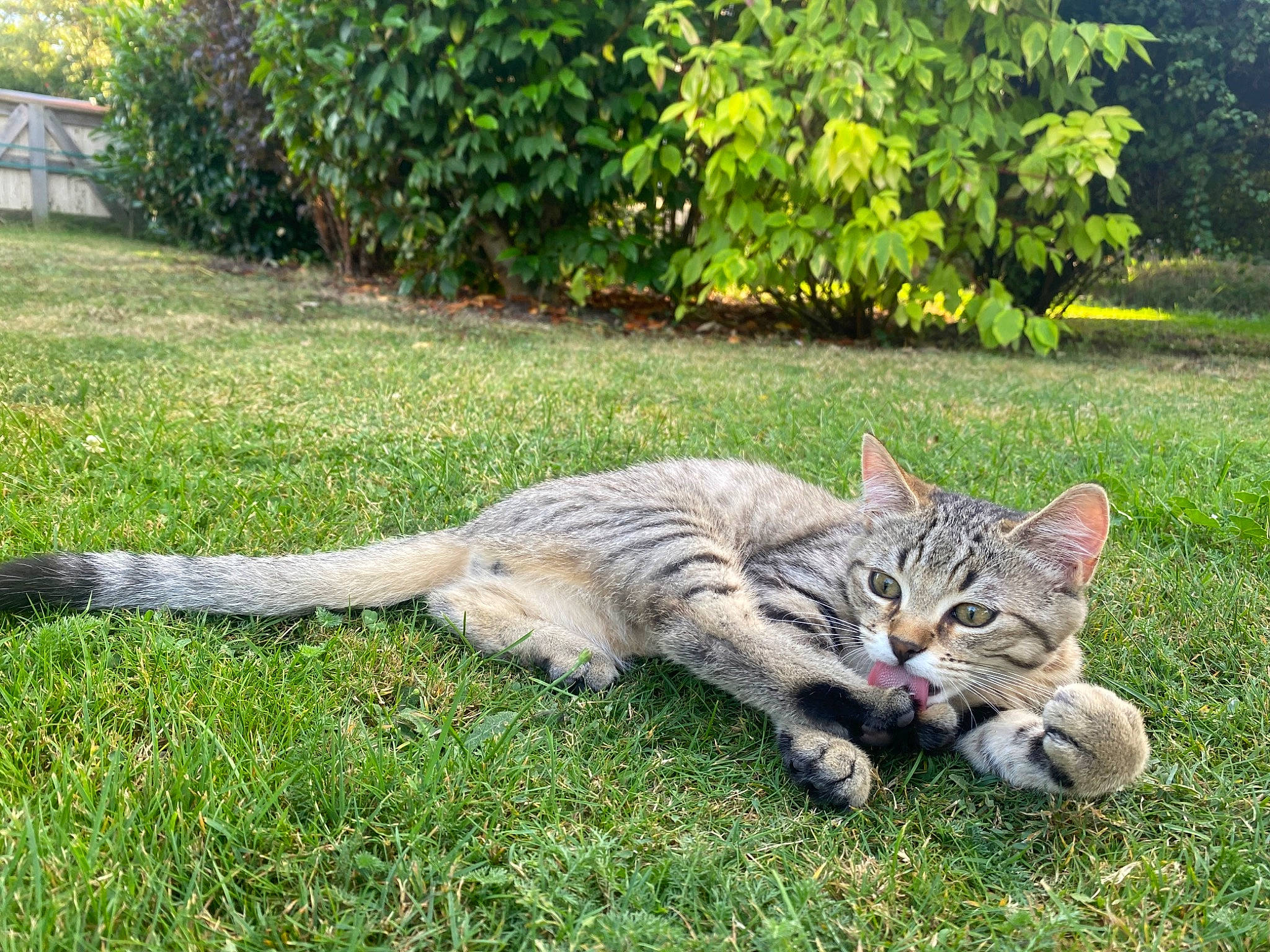 Pippin participe au concours pour gagner de l'argent avec cette photo : carnivore, cat, claw, comfort, fawn, felidae, fur, grass, grassland, groundcover, lawn, plant, sitting, small_to_medium_sized_cats, snout, tail, terrestrial_animal, tree, whiskers, wildlife