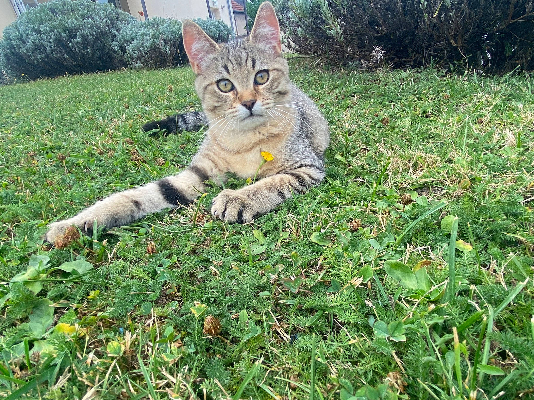 Pippin participe au concours pour gagner de l'argent avec cette photo : carnivore, cat, domestic_short_haired_cat, fawn, felidae, fur, garden, grass, grassland, groundcover, herbaceous_plant, lawn, meadow, people_in_nature, plant, small_to_medium_sized_cats, tail, terrestrial_animal, tree, whiskers