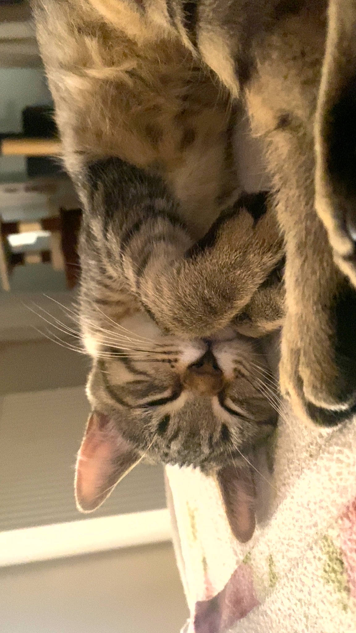 Pippin participe au concours pour gagner de l'argent avec cette photo : carnivore, cat, claw, close_up, domestic_short_haired_cat, fawn, felidae, fur, nap, paw, plant, sleep, small_to_medium_sized_cats, snout, tail, terrestrial_animal, tree, whiskers, wood