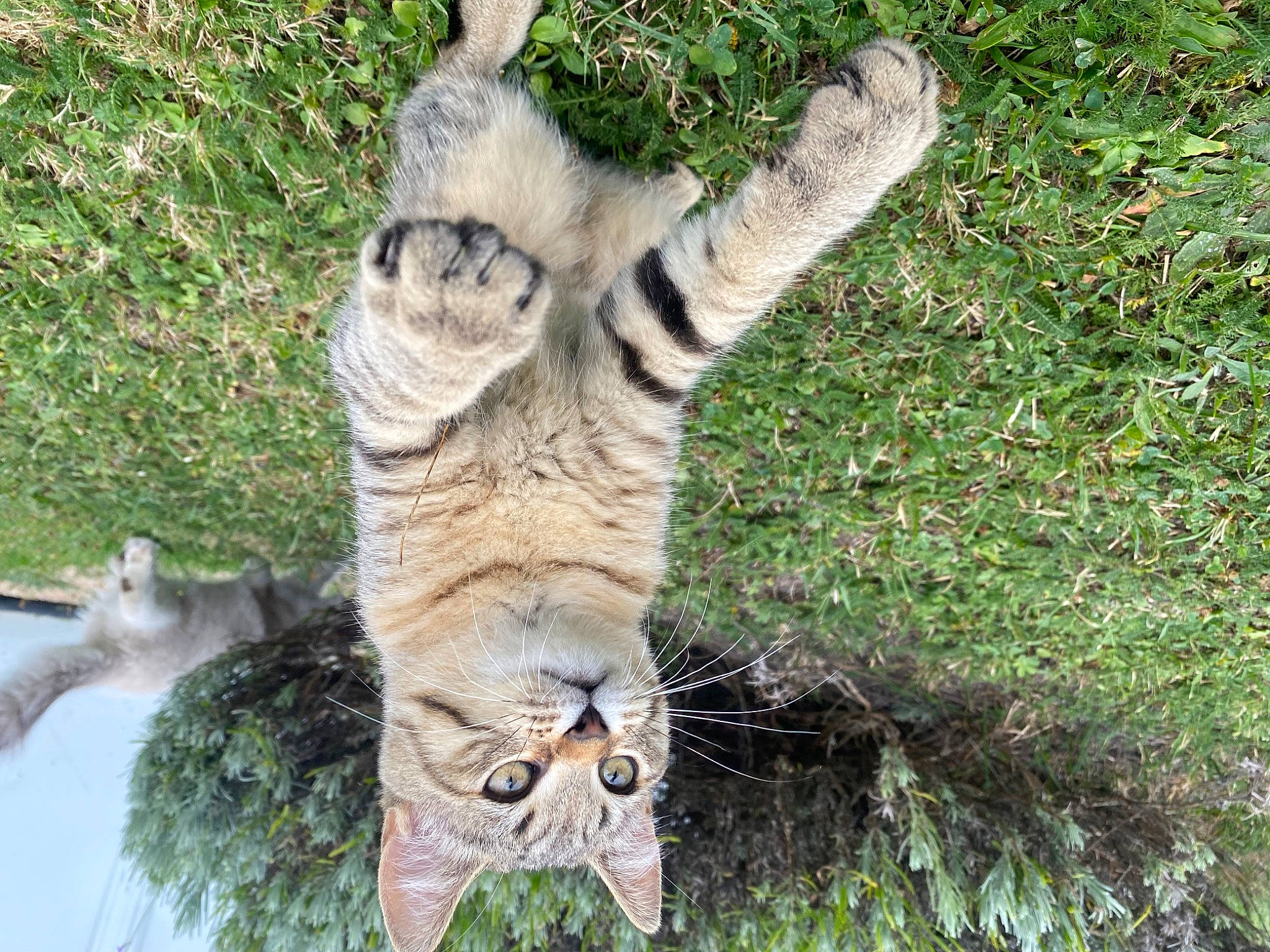 Pippin participe au concours pour gagner de l'argent avec cette photo : carnivore, cat, claw, domestic_short_haired_cat, fawn, felidae, fur, grass, groundcover, paw, plant, small_to_medium_sized_cats, snout, tail, terrestrial_animal, tree, trunk, whiskers, wildlife, wood