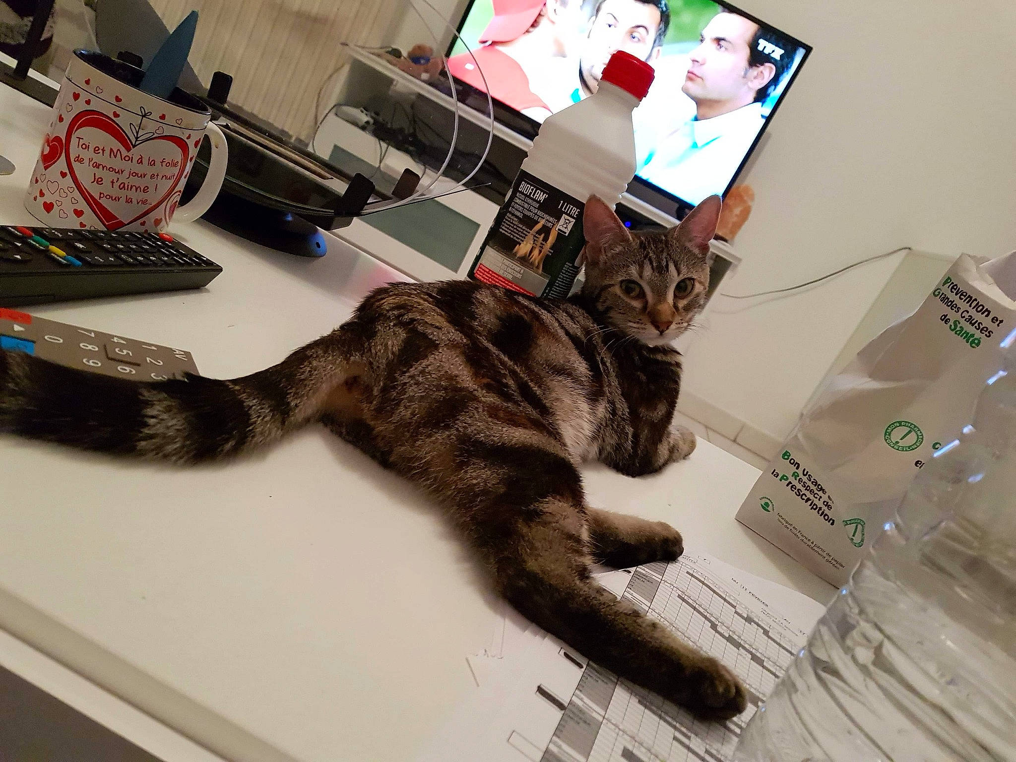 Luna a rejoint le concours — aidez-le/la à gagner de superbes lots ! american_shorthair, asian, carnivore, cat, claw, domestic_short_haired_cat, dragon_li, ear, european_shorthair, eye, felidae, fur, headwear, kitten, paw, person, small_to_medium_sized_cats, tabby_cat, tail, whiskers