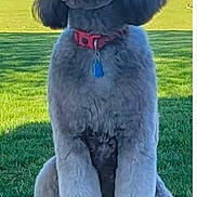 Peppa is registered to the contest to win money with this photo: dog, sitting, grass, collar, pet, outdoor, canine, fur, tag, leisure, nature, animal, domestic_animal, mammal, portrait, daylight, park, cute, friendly, companion