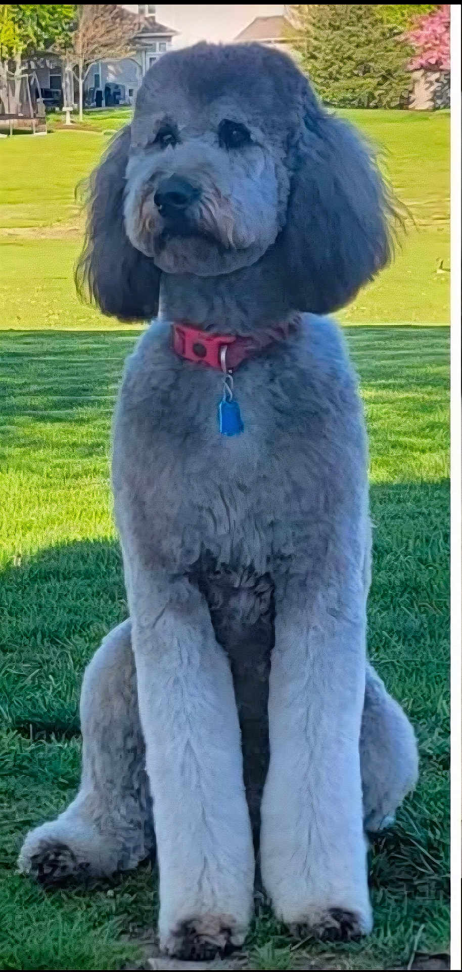 Peppa is registered to the contest to win money with this photo: dog, sitting, grass, collar, pet, outdoor, canine, fur, tag, leisure, nature, animal, domestic_animal, mammal, portrait, daylight, park, cute, friendly, companion