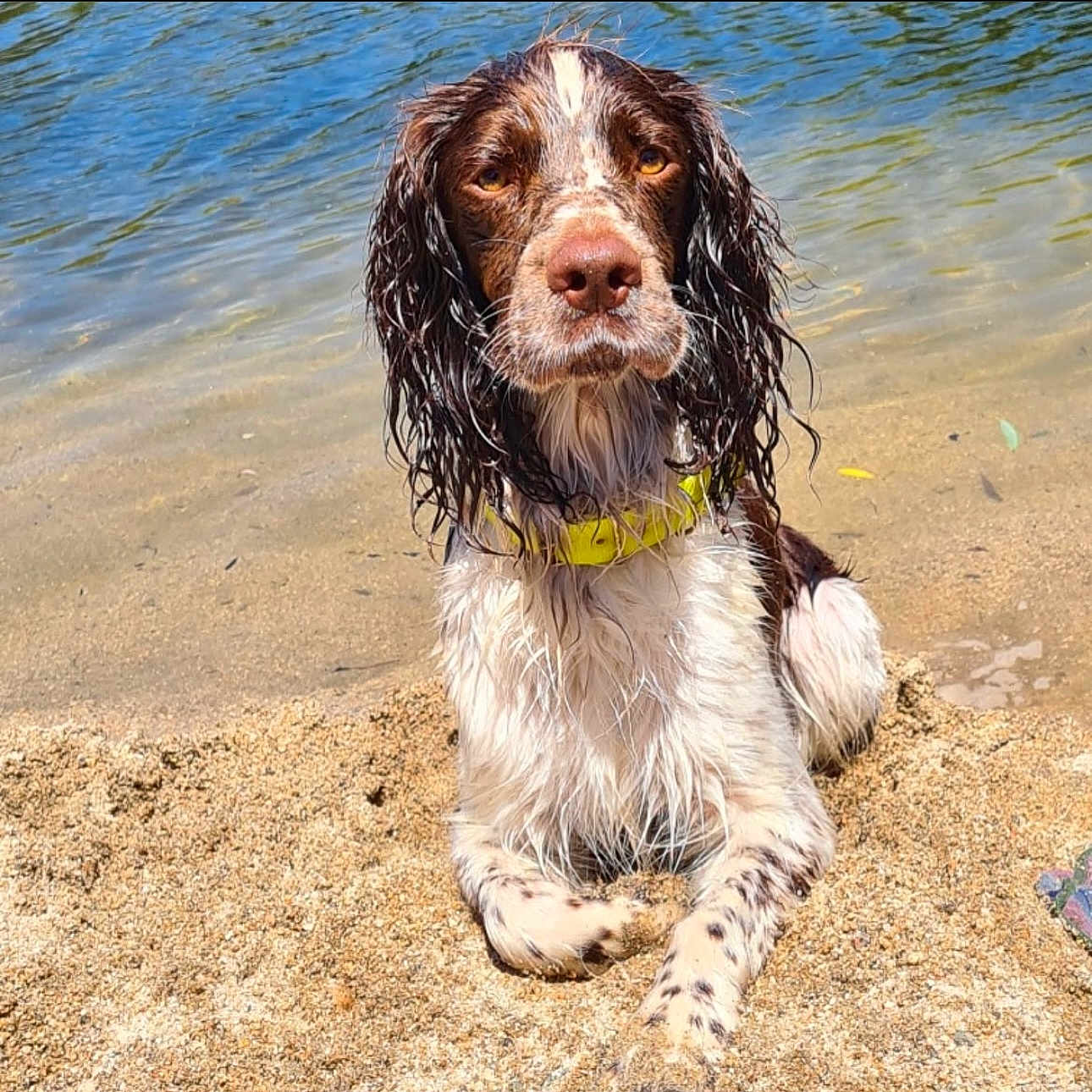 Ribellu a rejoint le concours — aidez-le/la à gagner de superbes lots ! animal, beach, canine, coast, cockerspaniel, dog, hound, nature, outdoors, papillon, pet, pointer, puppy, ripple, rock, sand, sea, shoreline, summer, water