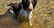 Ribellu participe au concours pour gagner de l'argent avec cette photo : dog, water, river, shallow_water, wet_fur, brown_and_white, outdoor, sunlight, ripples, nature, animal, pet, reflection, summer, pond, peaceful, canine, sitting, daytime, calm