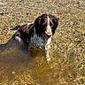 dog, water, river, shallow_water, wet_fur, brown_and_white, outdoor, sunlight, ripples, nature, animal, pet, reflection, summer, pond, peaceful, canine, sitting, daytime, calm