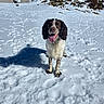 Ribellu participe au concours pour gagner de l'argent avec cette photo : dog, snow, outdoor, animal, tongue_out, muddy, happy, winter, sunny, blue_sky, building, nature, pet, canine, cold, daylight, fur, playful, landscape, mountain