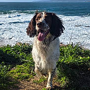 Ribellu participe au concours pour gagner de l'argent avec cette photo : dog, wet, tongue_out, grass, coast, ocean, waves, cliff, sunlight, outdoor, nature, blue_sky, mountains, happy, animal, pet, canine, landscape, daytime, fur