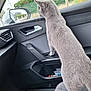 Winter a rejoint le concours — aidez-le/la à gagner de superbes lots ! animal, car_interior, cat, curious, daytime, door_handle, fabric_seat, feline, gray_cat, green_fence, indoor, looking_out, passenger_seat, pet, rain, raindrops, seat, side_mirror, vehicle, window