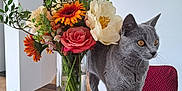 Winter participe au concours pour gagner de l'argent avec cette photo : animal, bouquet, cat, curious, domestic_cat, feline, flowers, gray_cat, greenery, indoor, modern_interior, orange_flower, pet, plant, red_chair, rose, table, vase, white_flower, wooden_table