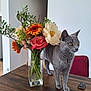 animal, bouquet, cat, curious, domestic_cat, feline, flowers, gray_cat, greenery, indoor, modern_interior, orange_flower, pet, plant, red_chair, rose, table, vase, white_flower, wooden_table