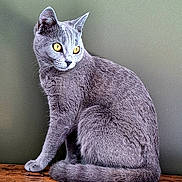 Winter a rejoint le concours — aidez-le/la à gagner de superbes lots ! animal, calm, cat, domestic_cat, ears, eyes, feline, fur, gray_cat, house_pet, indoor, mammal, pet, portrait, quiet, side_view, sitting, tail, whiskers, wooden_surface