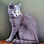 animal, calm, cat, domestic_cat, ears, eyes, feline, fur, gray_cat, house_pet, indoor, mammal, pet, portrait, quiet, side_view, sitting, tail, whiskers, wooden_surface
