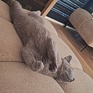 Winter participe au concours pour gagner de l'argent avec cette photo : animal, calm, cat, couch, cozy, drawer, ear, furniture, gray_cat, home, indoor, paws, pet, relaxed, resting, sleeping, soft_texture, whiskers, window, wood_floor
