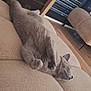 animal, calm, cat, couch, cozy, drawer, ear, furniture, gray_cat, home, indoor, paws, pet, relaxed, resting, sleeping, soft_texture, whiskers, window, wood_floor