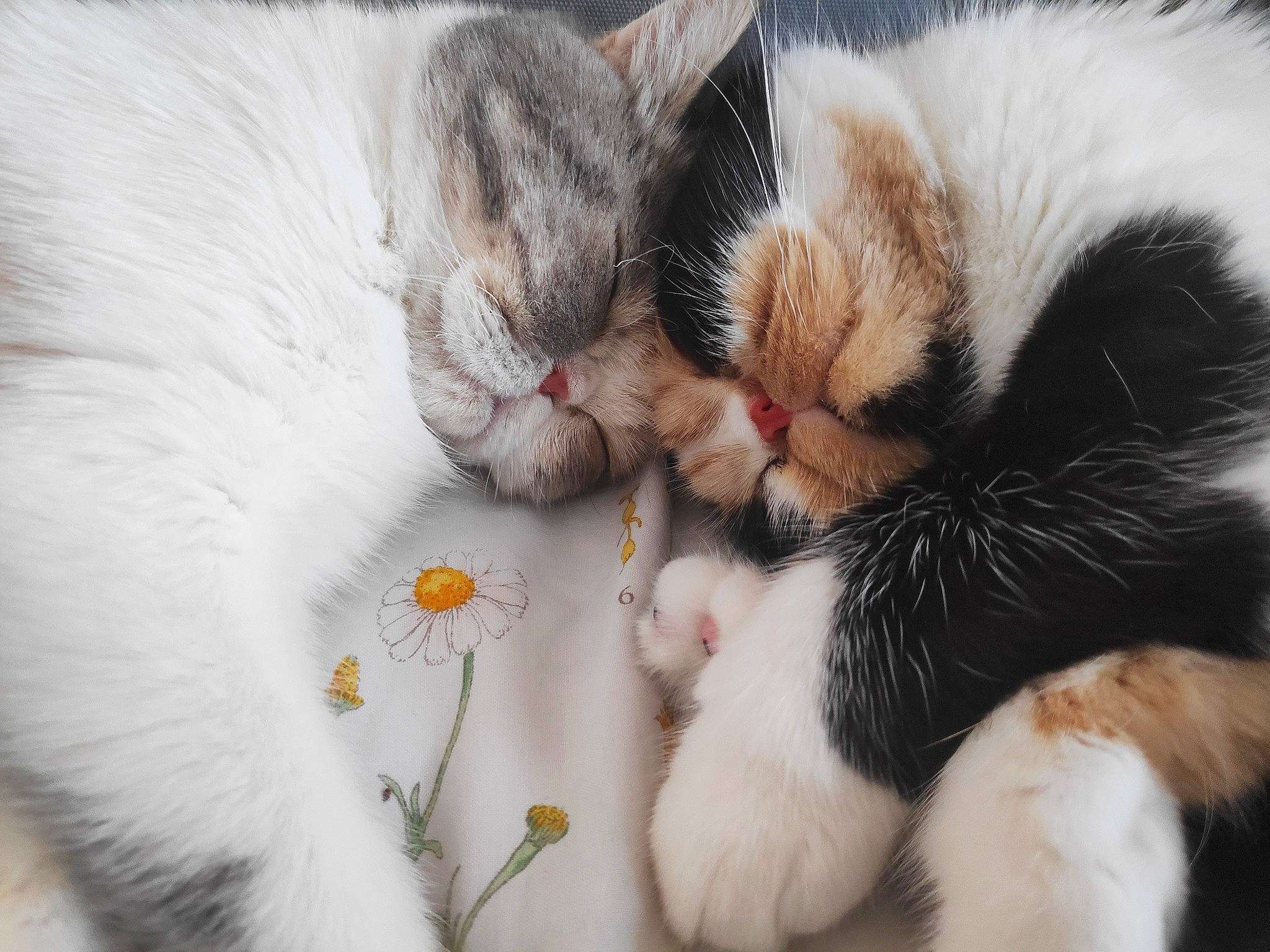 Jaya participe au concours pour gagner de l'argent avec cette photo : carnivore, cat, claw, close_up, comfort, domestic_short_haired_cat, felidae, flower, foot, fur, nap, paw, plant, sleep, small_to_medium_sized_cats, snout, tail, textile, whiskers, wool