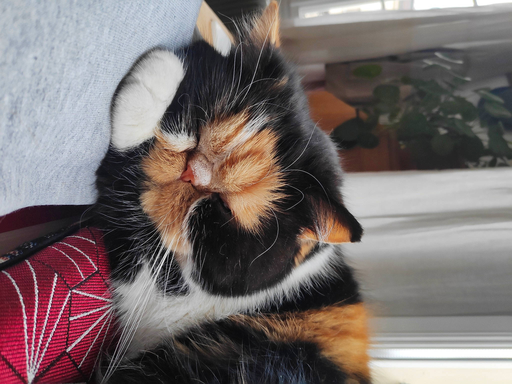 Jaya a rejoint le concours — aidez-le/la à gagner de superbes lots ! beard, carnivore, cat, claw, close_up, comfort, domestic_short_haired_cat, ear, fang, felidae, foot, fur, leg, paw, plant, small_to_medium_sized_cats, tail, whiskers, window, yawn