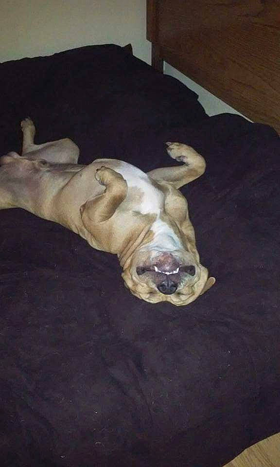 Gibbs is registered to the contest to win money with this photo: canidae, carnivore, comfort, companion_dog, dog, dog_breed, dog_supply, fawn, flooring, hardwood, liver, non_sporting_group, sculpture, snout, sporting_group, tail, terrestrial_animal, wood, working_animal, wrinkle