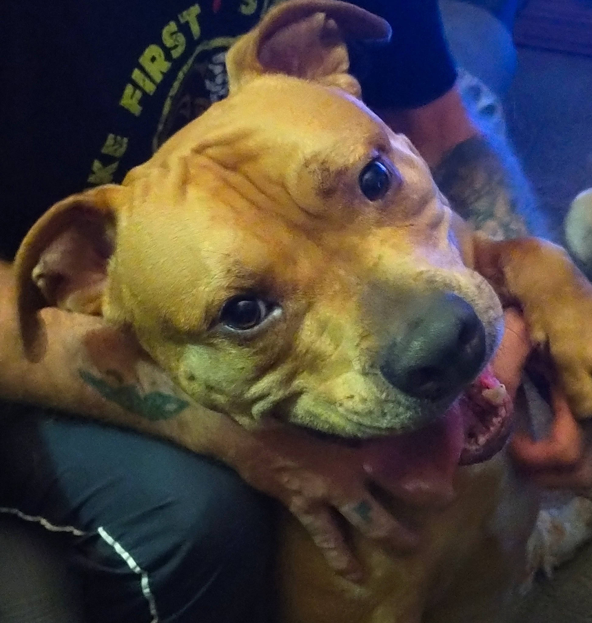 Gibbs is registered to the contest to win money with this photo: canidae, carnivore, companion_dog, dog, dog_breed, ear, fawn, fur, guard_dog, jaw, metal, non_sporting_group, plant, puppy, selfie, snout, sporting_group, whiskers, working_animal, working_dog