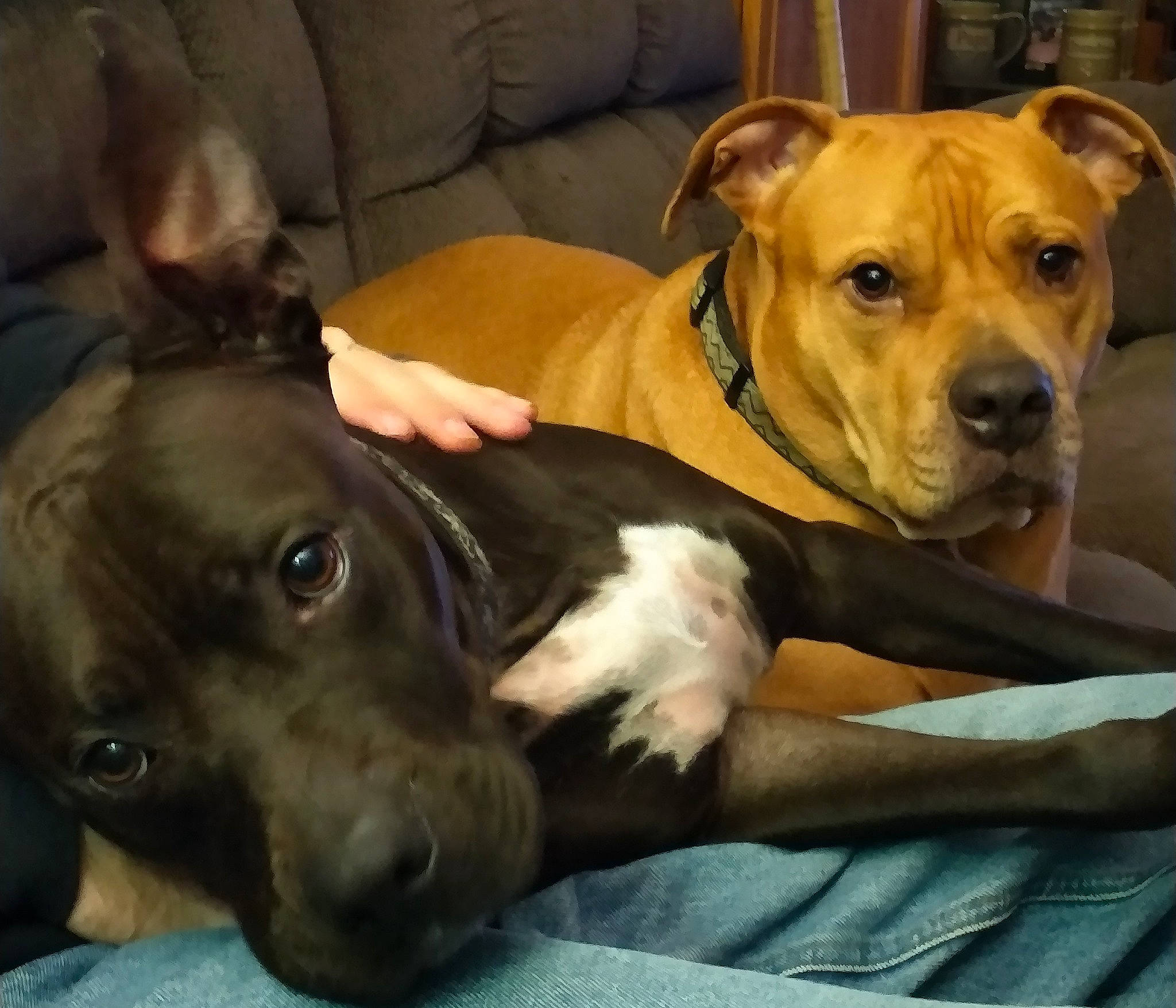 Gibbs joined the competition — help win amazing prizes! canidae, carnivore, collar, comfort, companion_dog, couch, dog, dog_breed, dog_collar, dog_supply, fawn, fur, guard_dog, gun_dog, liver, pet_supply, snout, sporting_group, whiskers, working_animal