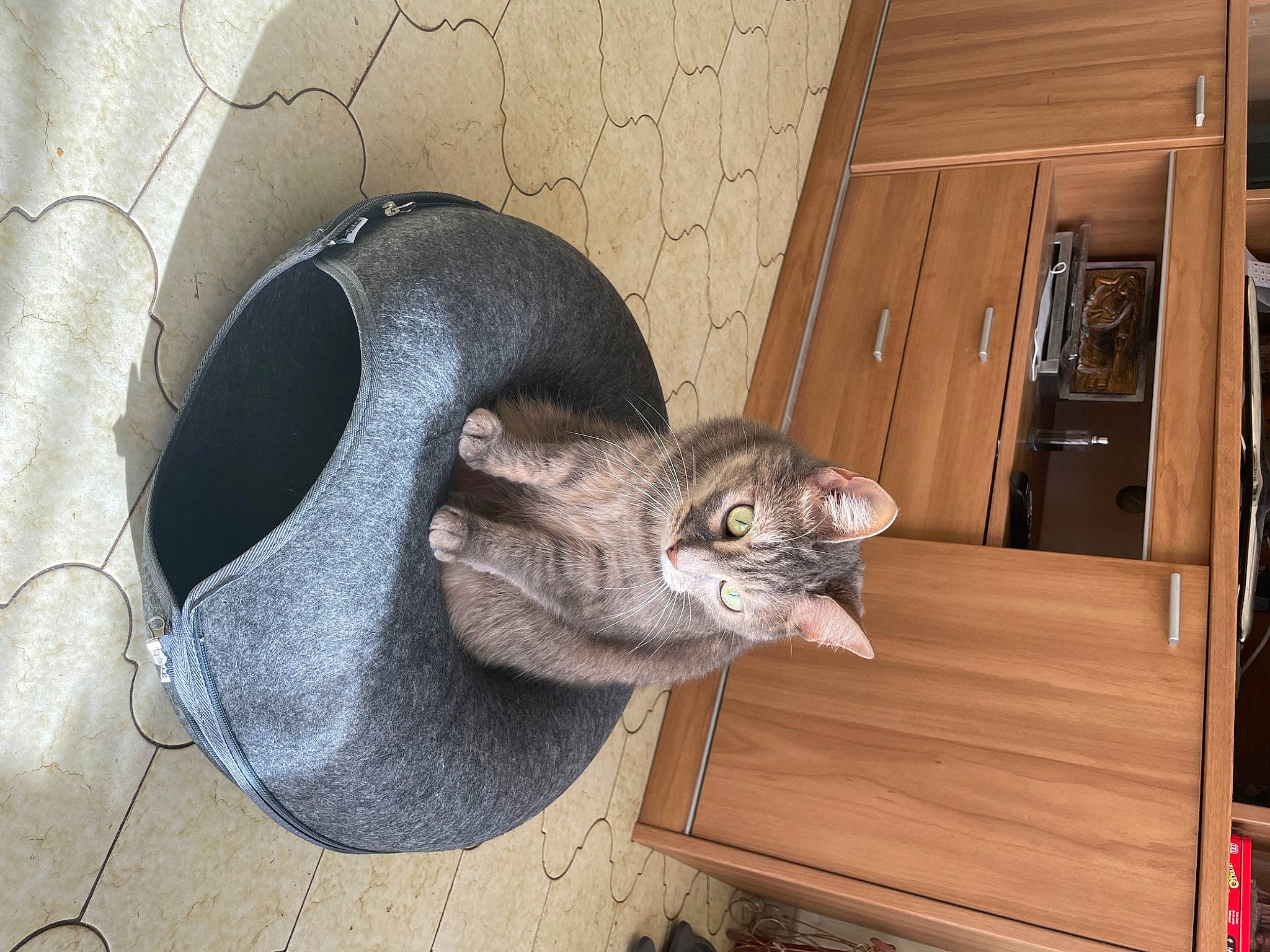 Tiana participe au concours pour gagner de l'argent avec cette photo : cabinetry, carnivore, cat, cat_supply, comfort, domestic_rabbit, domestic_short_haired_cat, door, felidae, flooring, fur, hardwood, hat, rabbits_and_hares, small_to_medium_sized_cats, snout, tail, terrestrial_animal, whiskers, wood