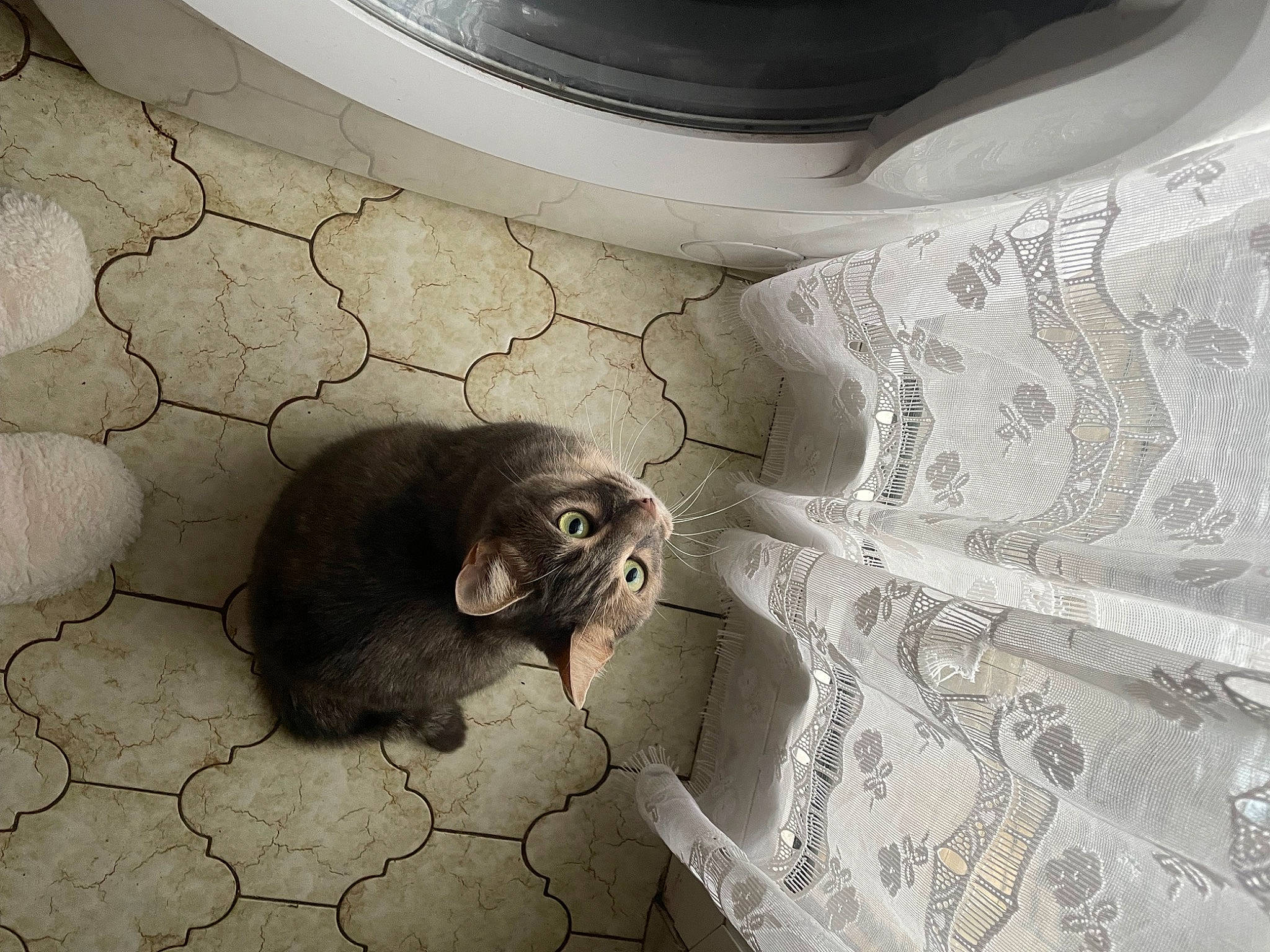 Tiana participe au concours pour gagner de l'argent avec cette photo : automotive_tire, carnivore, cat, comfort, domestic_short_haired_cat, felidae, floor, flooring, fur, grey, hardwood, pattern, room, small_to_medium_sized_cats, snout, tail, terrestrial_animal, whiskers, white, wood
