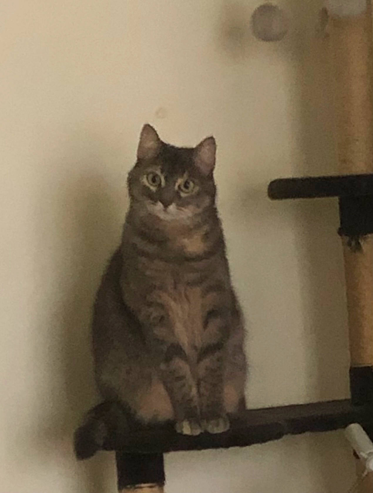 Tiana participe au concours pour gagner de l'argent avec cette photo : carnivore, cat, chair, comfort, domestic_short_haired_cat, felidae, fur, grey, monochrome, monochrome_photography, paw, shelf, sitting, small_to_medium_sized_cats, snout, tail, whiskers, window, wood