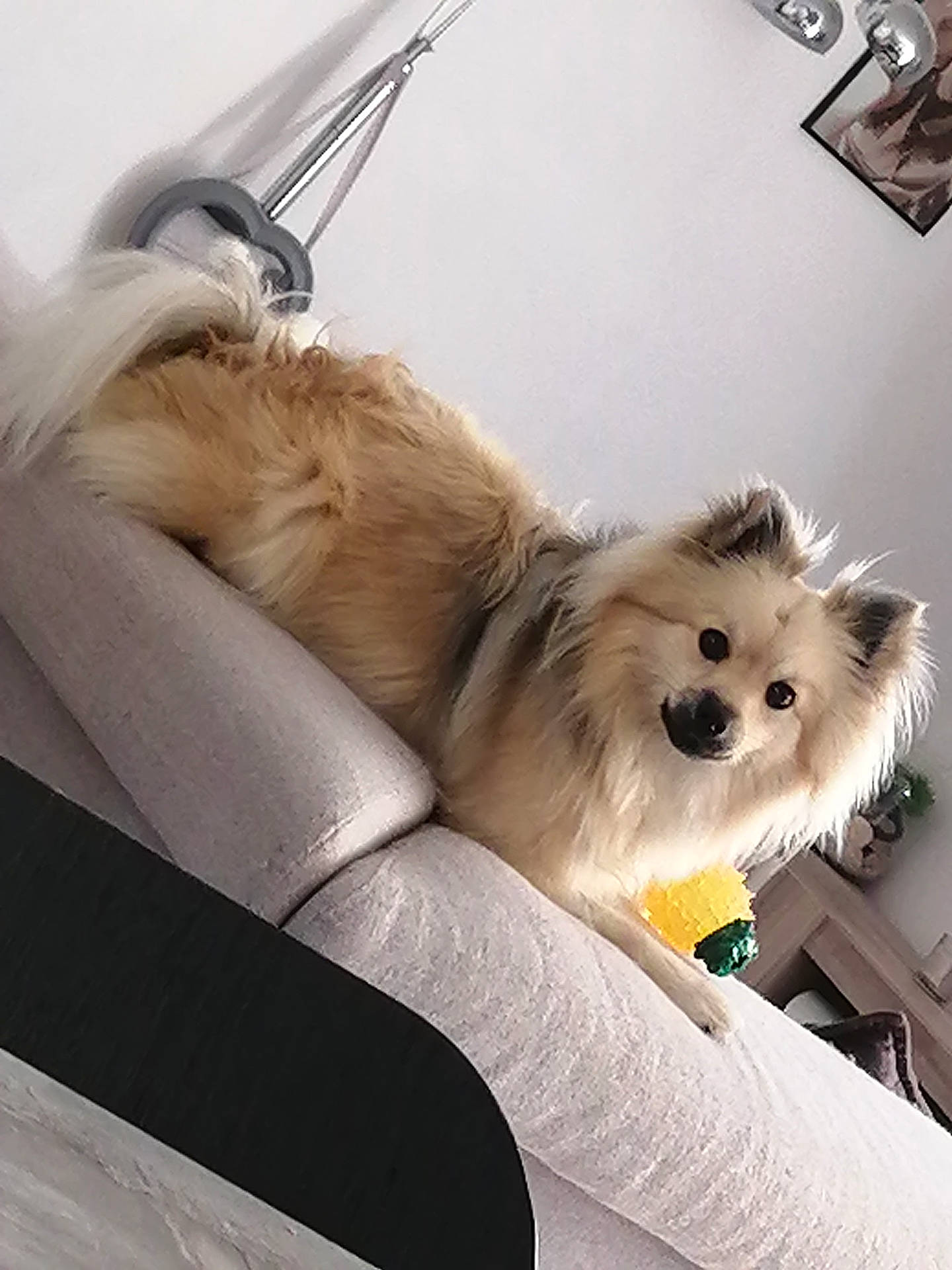 Uby a rejoint le concours — aidez-le/la à gagner de superbes lots ! animal, canine, cockerspaniel, dog, dogbed, eskimodog, furniture, papillon, pet, puppy