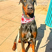 Jasper joined the competition — help win amazing prizes! alert, animal, bandana, black, brown, canine, closeup, doberman, dog, heart_pattern, leash, outdoor, pet, portrait, red, shadow, sidewalk, sitting, sunlight, white