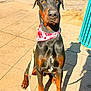 alert, animal, bandana, black, brown, canine, closeup, doberman, dog, heart_pattern, leash, outdoor, pet, portrait, red, shadow, sidewalk, sitting, sunlight, white