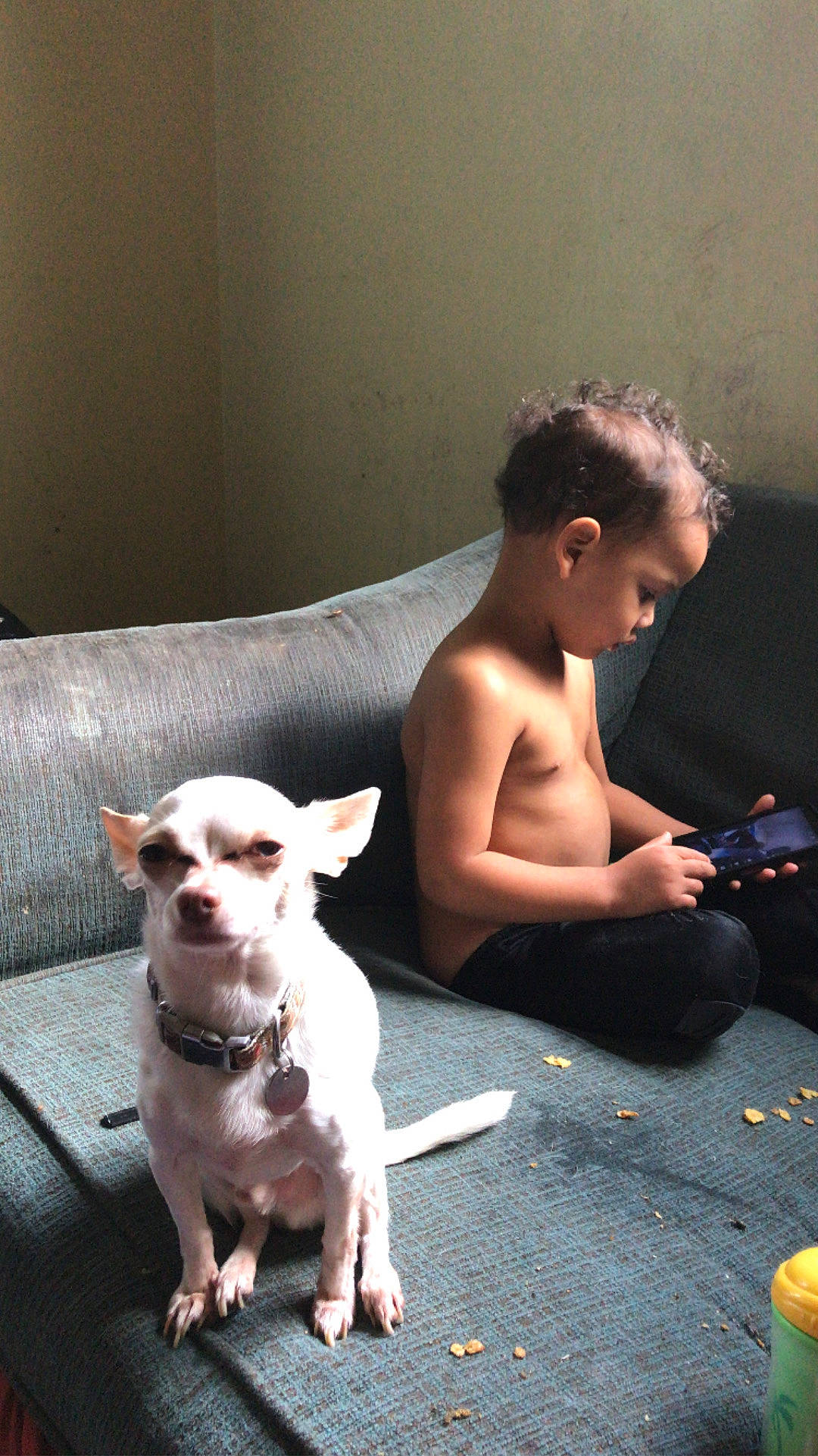 Jamir joined the competition — help win amazing prizes! barechested, camera, carnivore, chest, comfort, companion_dog, dog, dog_breed, elbow, fawn, flash_photography, flooring, foot, human_leg, person, single_lens_reflex_camera, sitting, sporting_group, tail, toy_dog