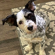 Mazie is registered to the contest to win money with this photo: animal, black_and_white, canine, companion, curious, cute, dog, domestic, ears, expression, floor, fur, head_tilt, indoor, looking_up, pet, rug, sitting, small_dog, speckled