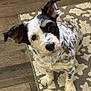 animal, black_and_white, canine, companion, curious, cute, dog, domestic, ears, expression, floor, fur, head_tilt, indoor, looking_up, pet, rug, sitting, small_dog, speckled