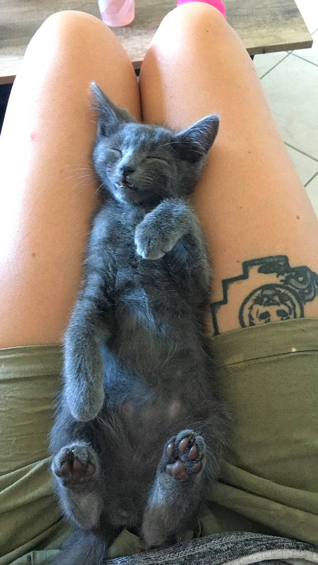 Pablo participe au concours pour gagner de l'argent avec cette photo : asian, carnivore, cat, chartreux, domestic_short_haired_cat, european_shorthair, felidae, german_rex, kitten, korat, nebelung, russian_blue, small_to_medium_sized_cats, snout, tail, whiskers