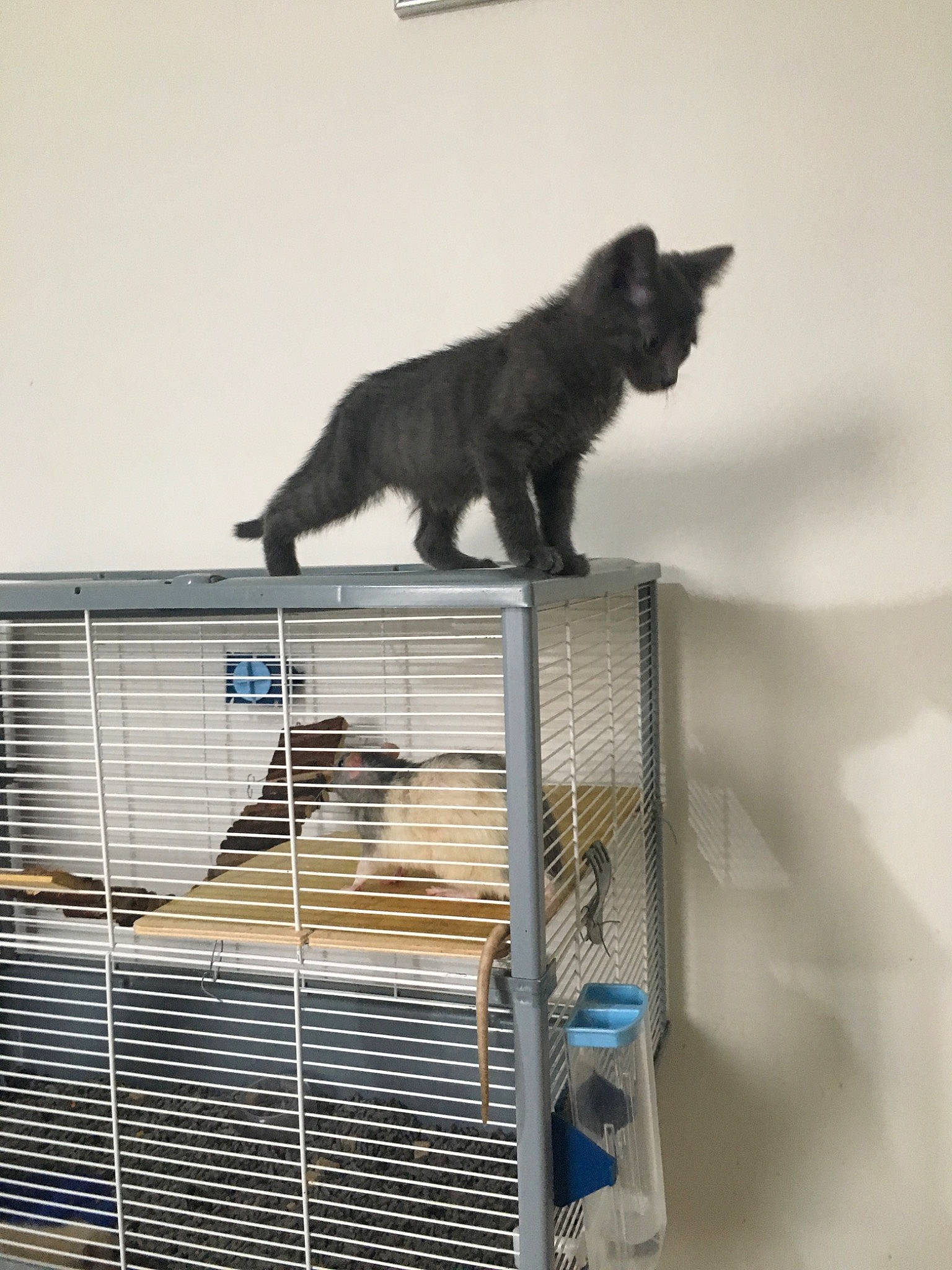 Pablo a rejoint le concours — aidez-le/la à gagner de superbes lots ! animal_shelter, cage, carnivore, cat, chartreux, felidae, small_to_medium_sized_cats