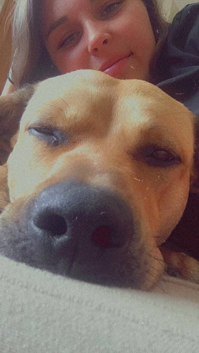 Paco participe au concours pour gagner de l'argent avec cette photo : american_pit_bull_terrier, beagador, broholmer, canidae, carnivore, companion_dog, dog, dog_breed, fawn, labrador_retriever, mammal, nose, pit_bull, portuguese_pointer, puppy, puppy_love, retriever, snout, sporting_group, vertebrate